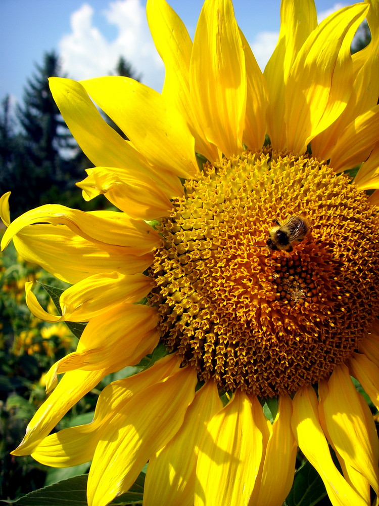 Sonnenblume mit Biene Foto & Bild pflanzen, pilze & flechten, blüten