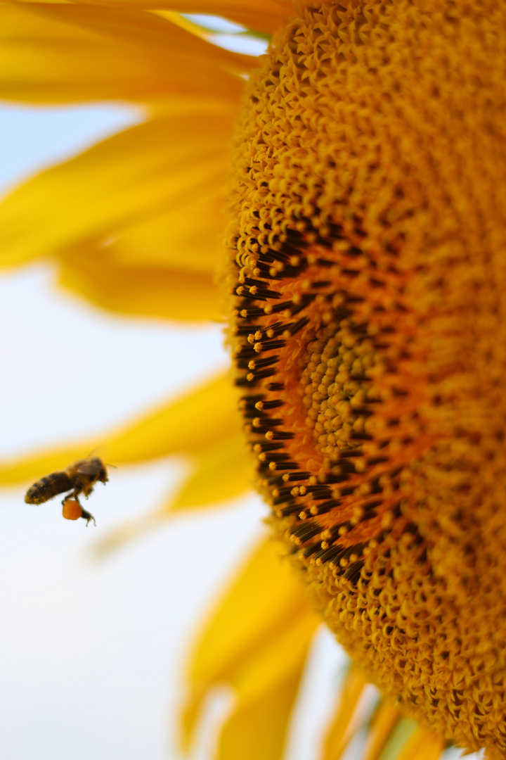 Sonnenblume mit Biene 2