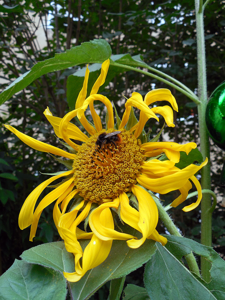 Sonnenblume mit Biene - 2015