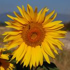 Sonnenblume mit Biene