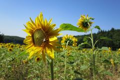 Sonnenblume mit Biene