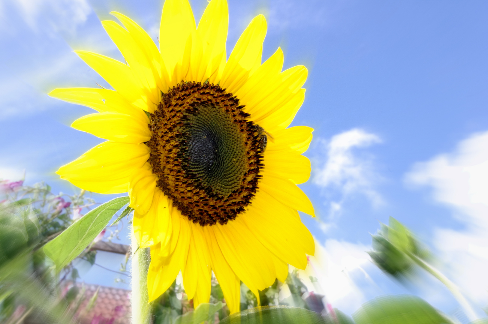 Sonnenblume mit Biene Foto & Bild pflanzen, pilze & flechten, blüten