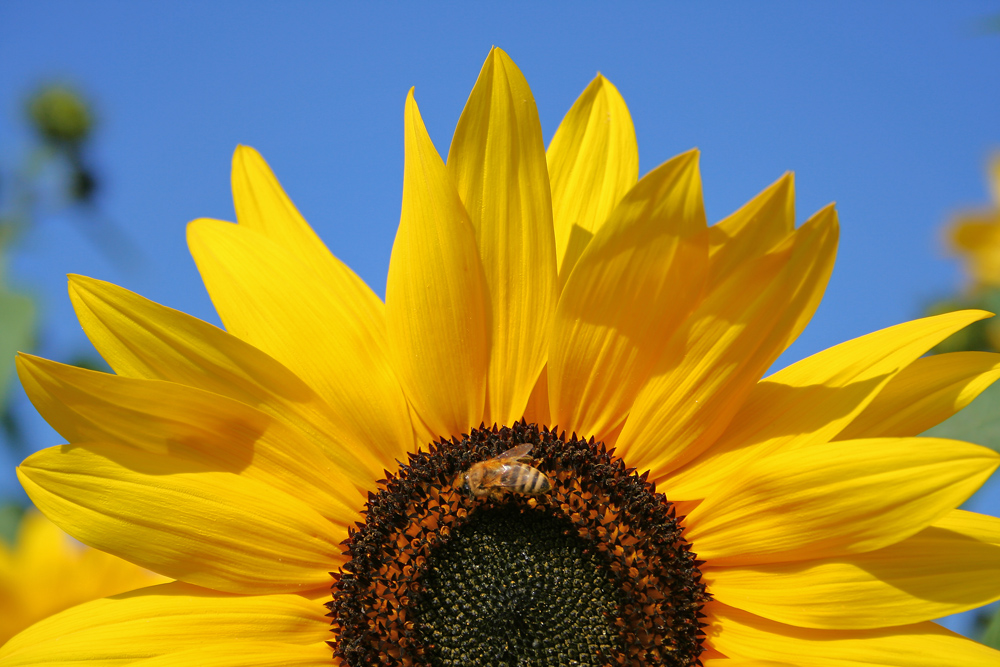 Sonnenblume mit Biene Foto & Bild pflanzen, pilze & flechten, blüten