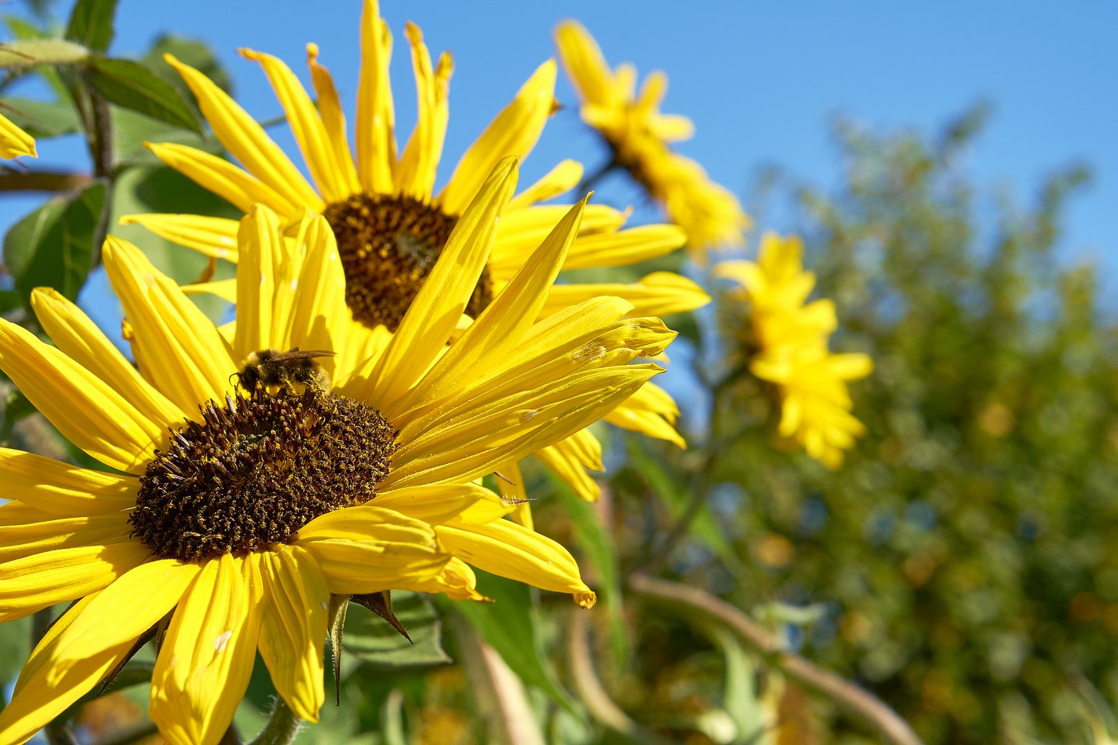 Sonnenblume mit Biene Foto & Bild pflanzen, pilze & flechten, blüten