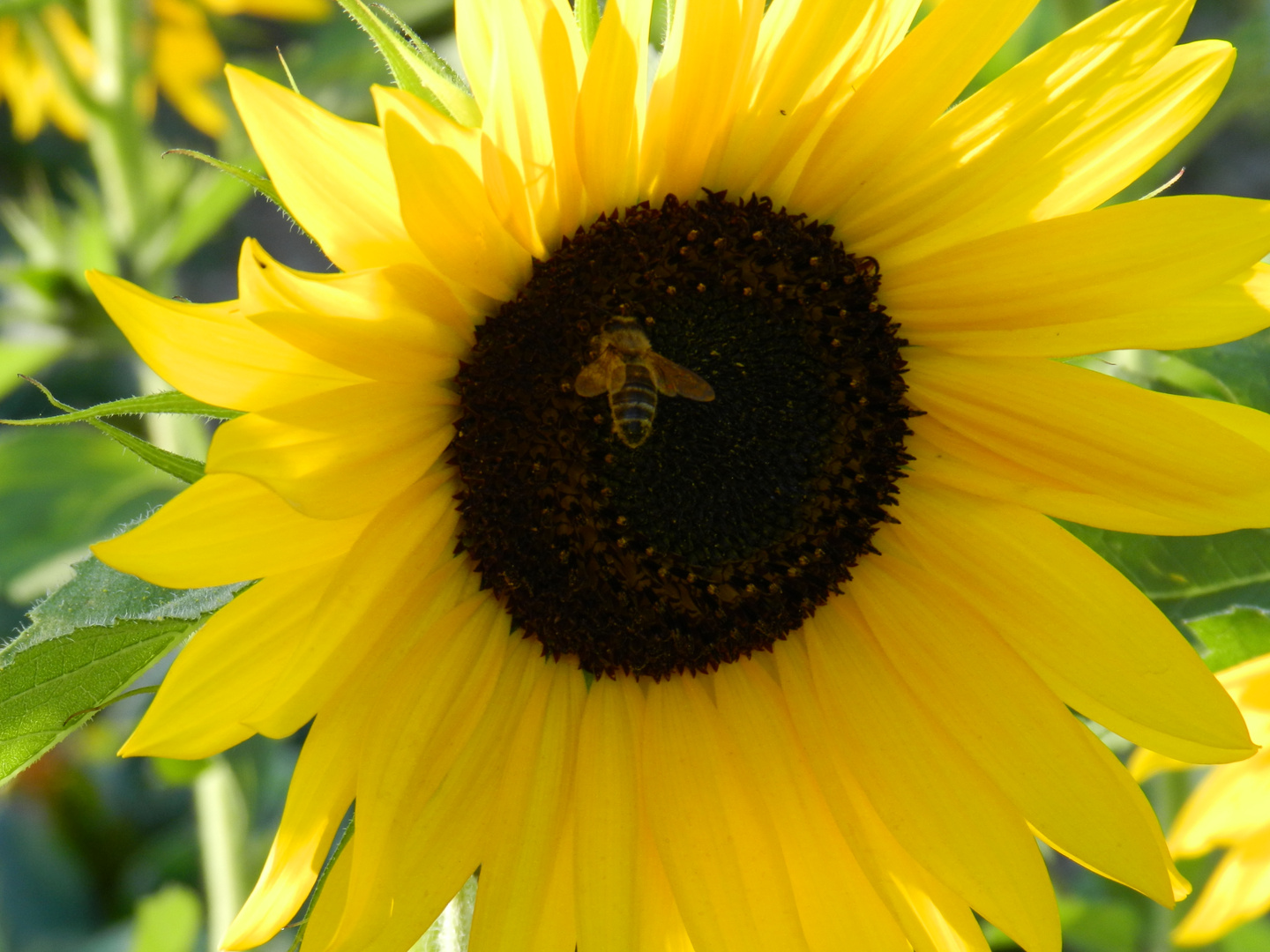 Sonnenblume mit Biene