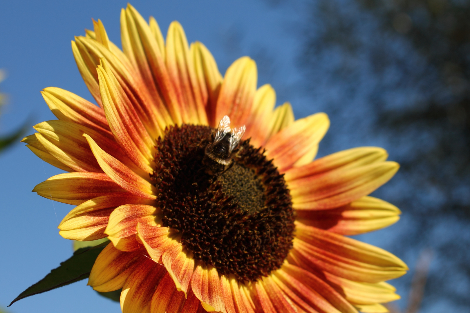 Sonnenblume mit Biene