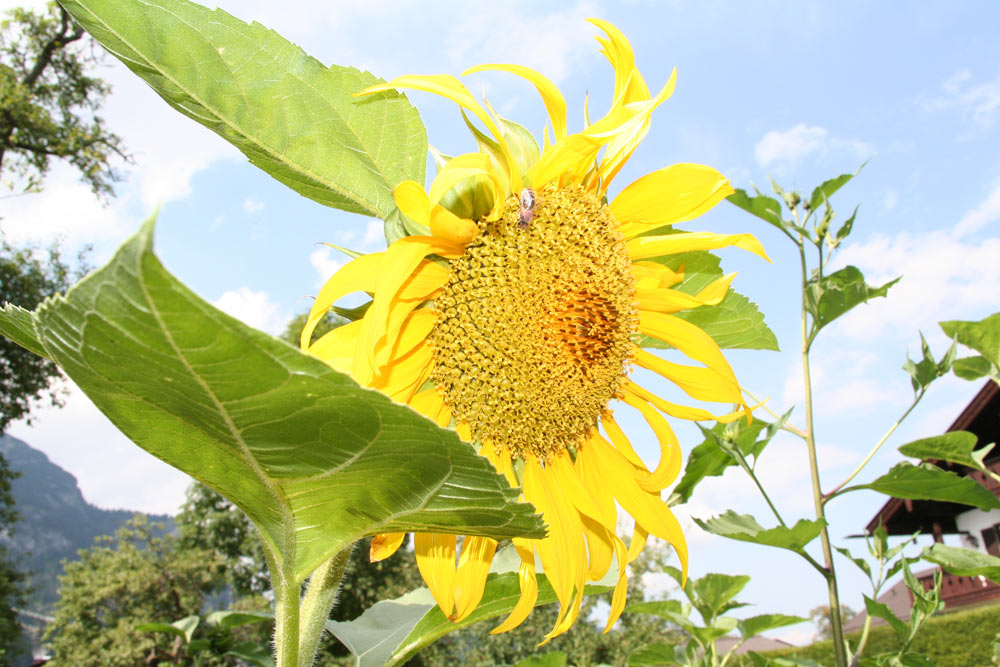 Sonnenblume mit Biene