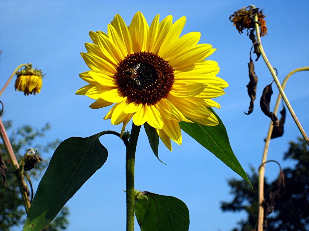 Sonnenblume mit Biene