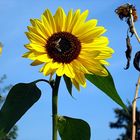 Sonnenblume mit Biene