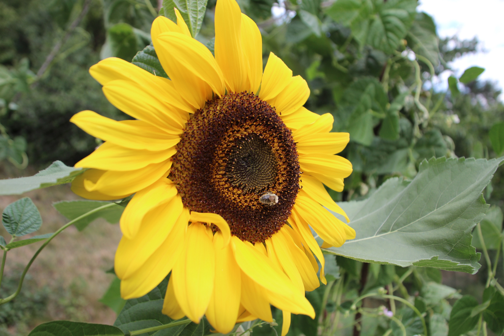 Sonnenblume mit Biene