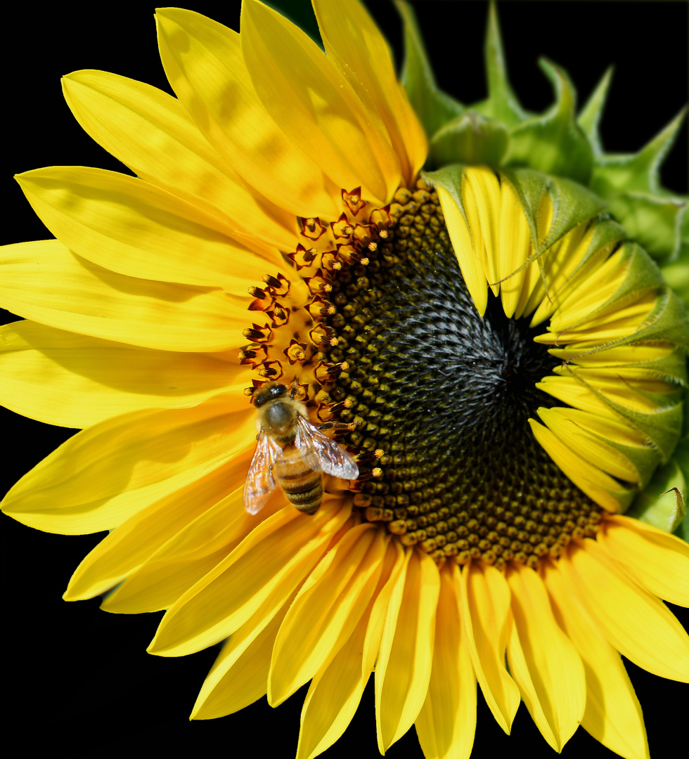 Sonnenblume mit Biene Foto & Bild pflanzen, pilze & flechten, blüten