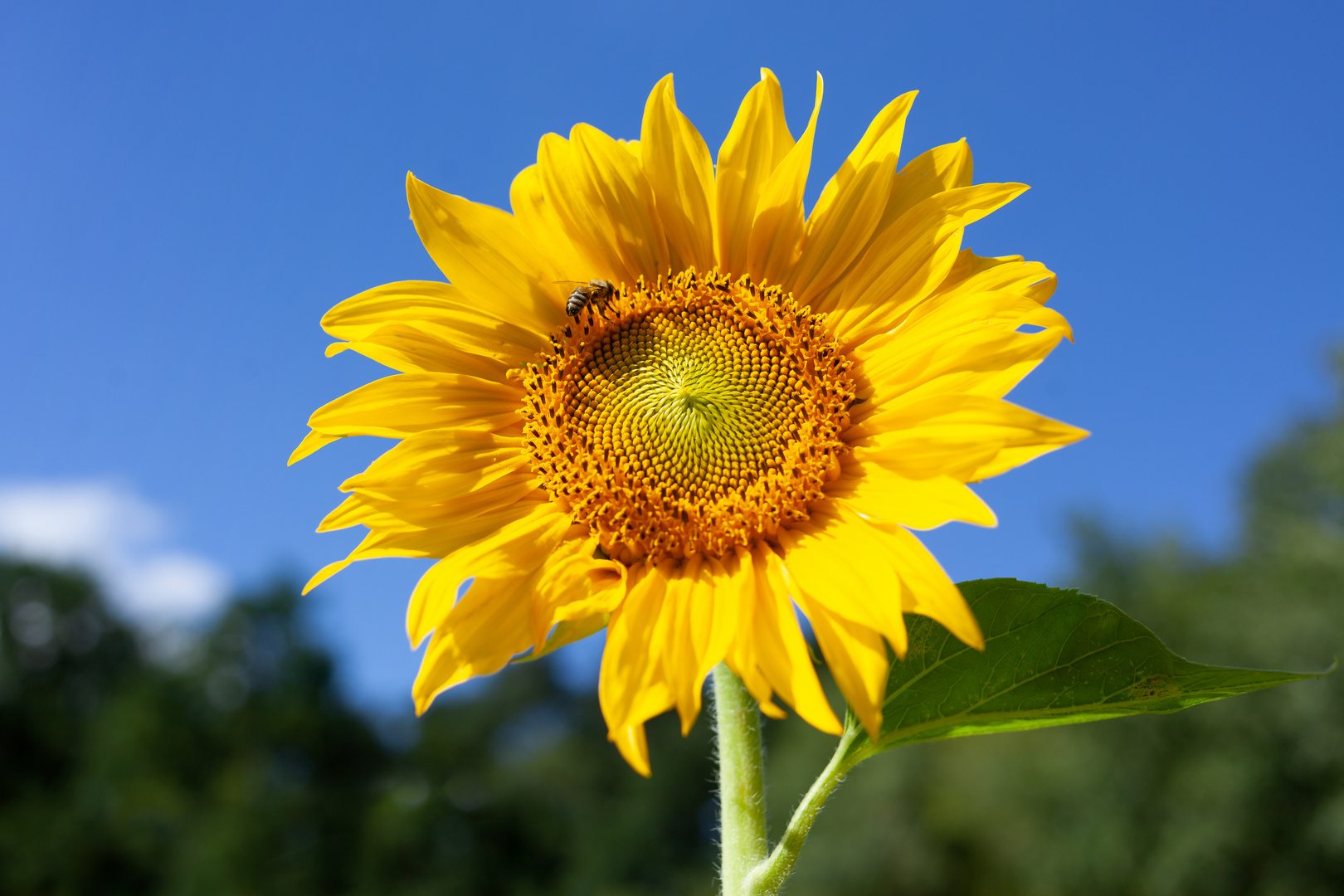 Sonnenblume mit Biene