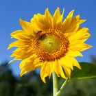 Sonnenblume mit Biene