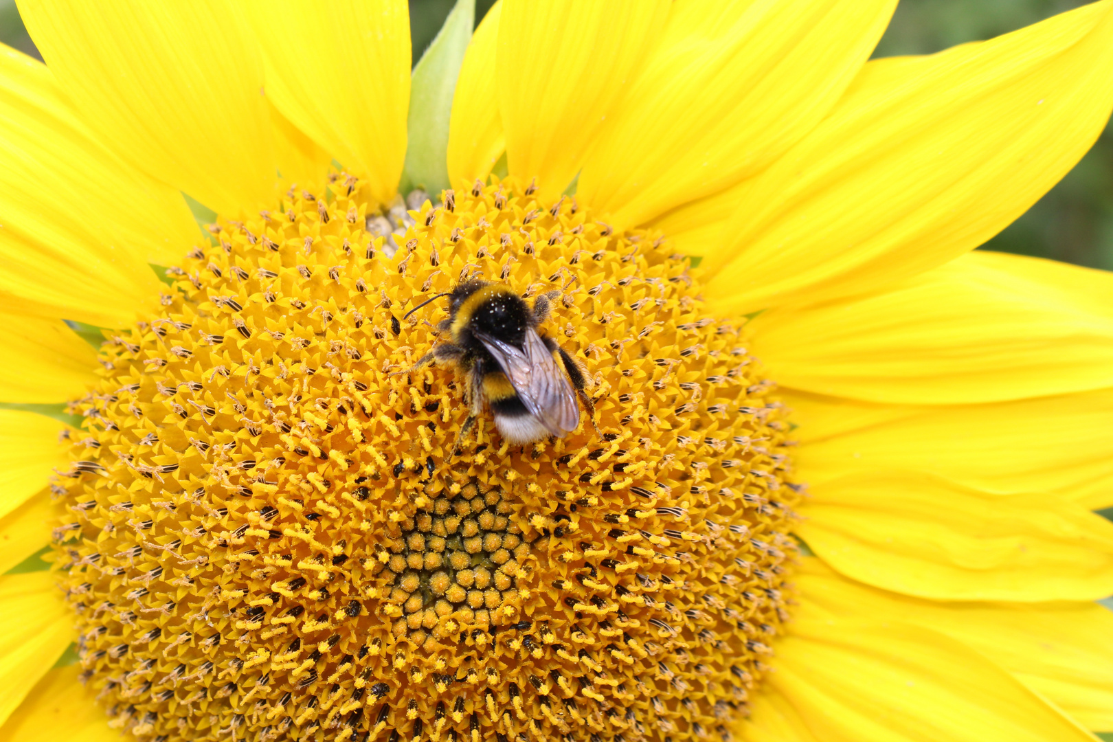 Sonnenblume mit Biene