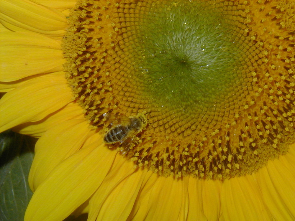 Sonnenblume mit Biene