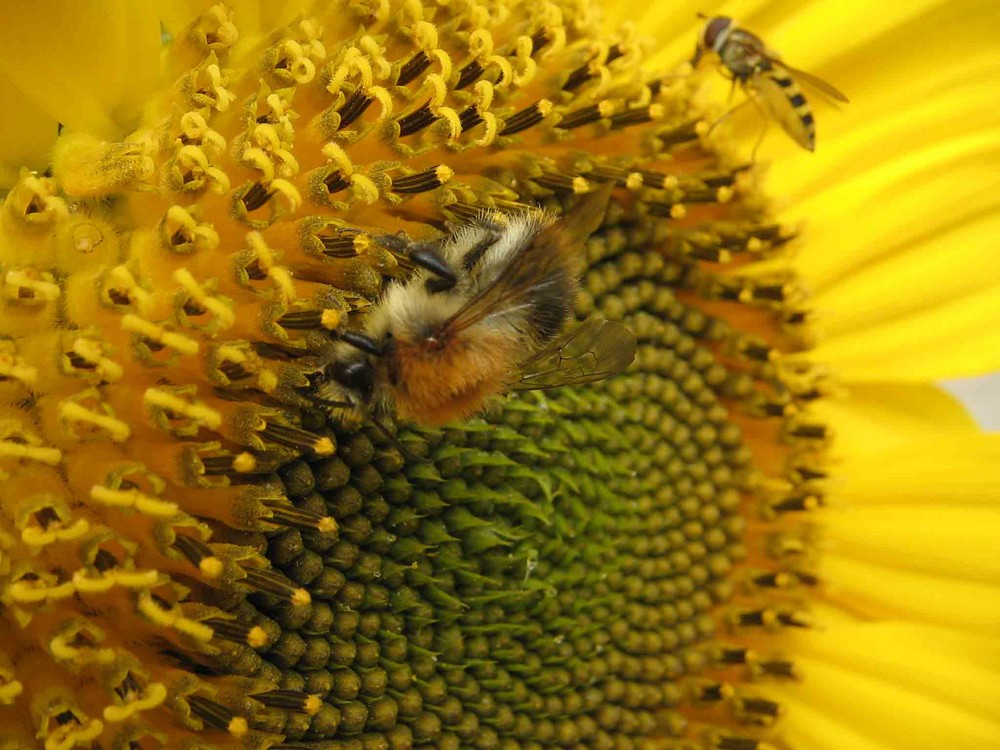 Sonnenblume mit Biene