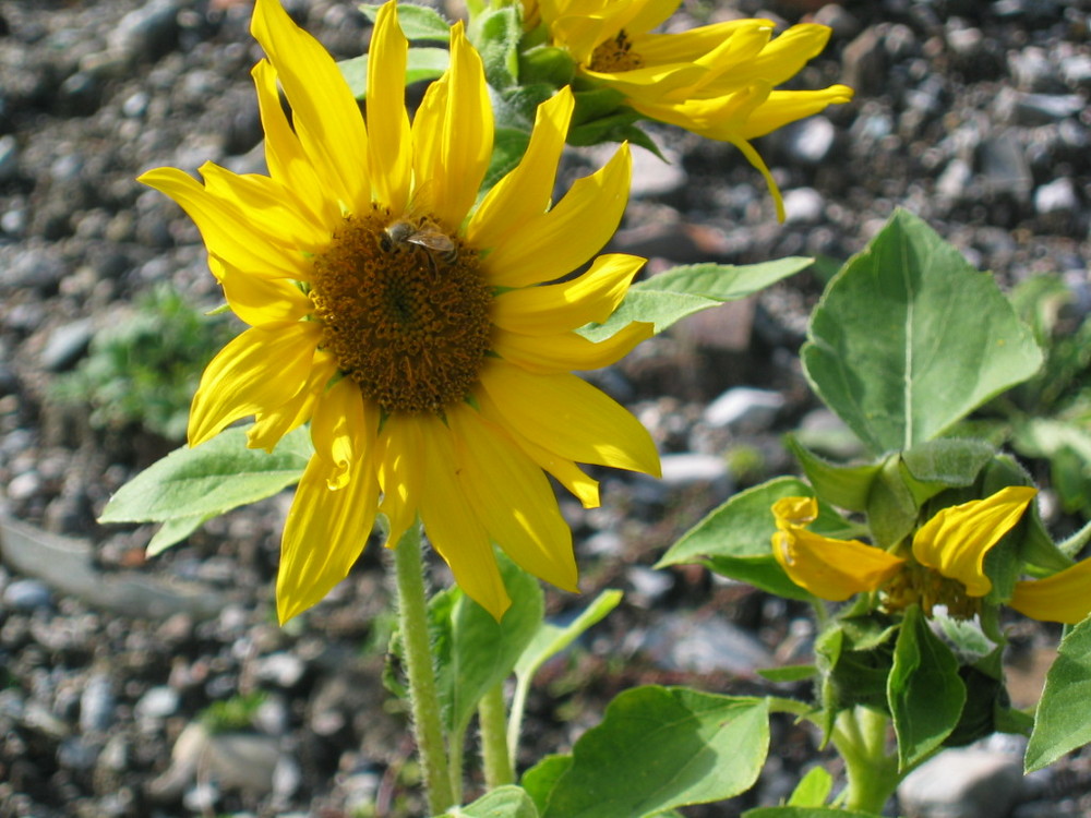 Sonnenblume mit Biene