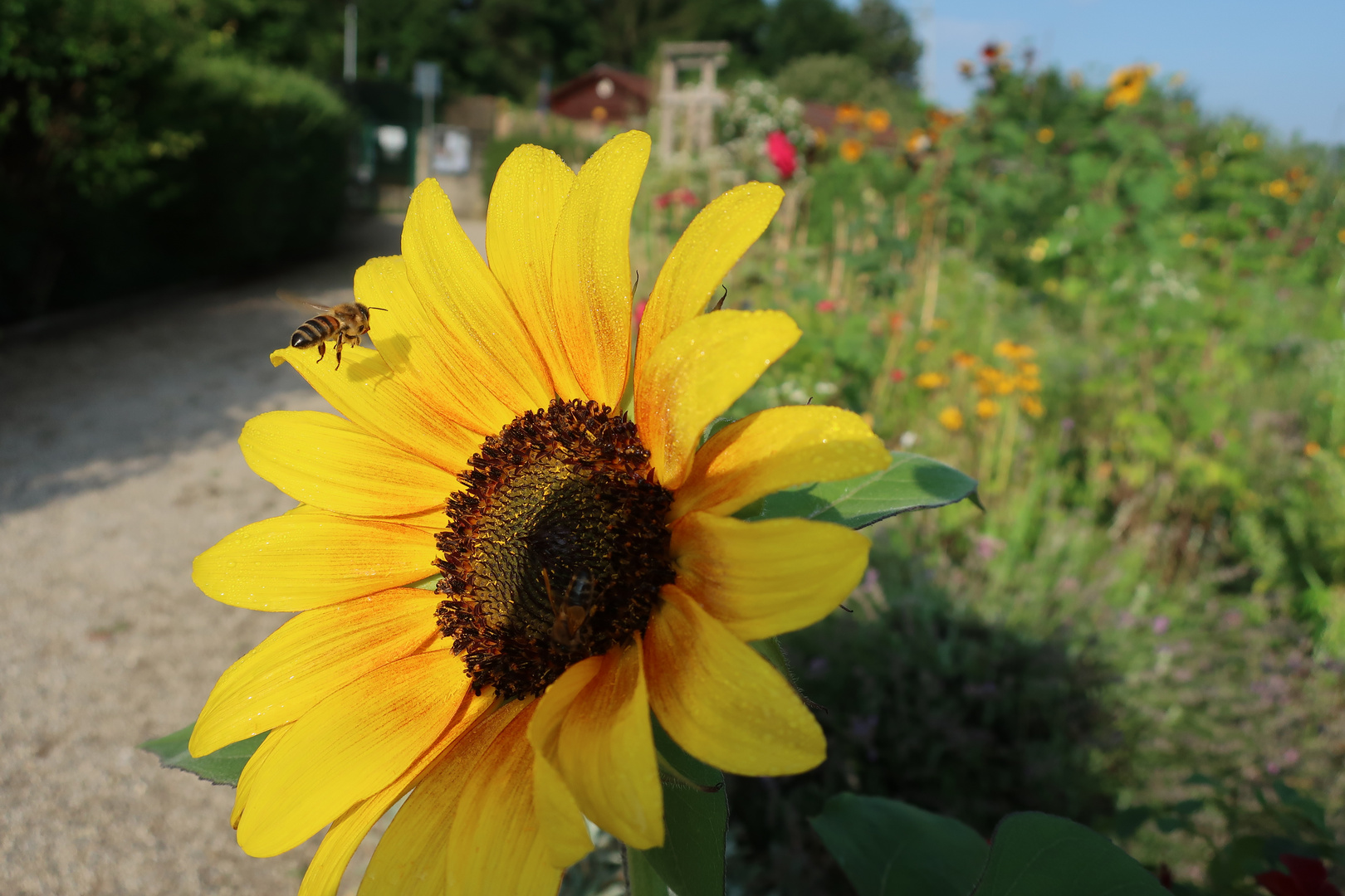 Sonnenblume mit Biene