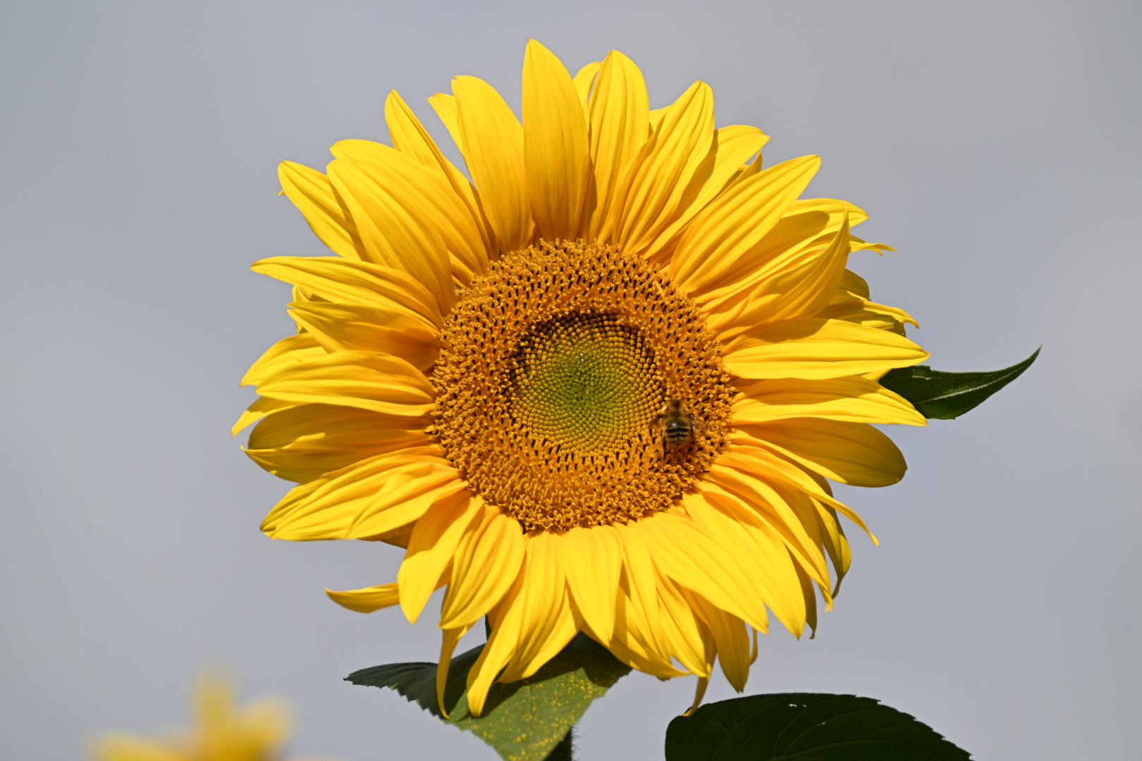Sonnenblume mit Biene Foto & Bild pflanzen, pilze & flechten, blüten