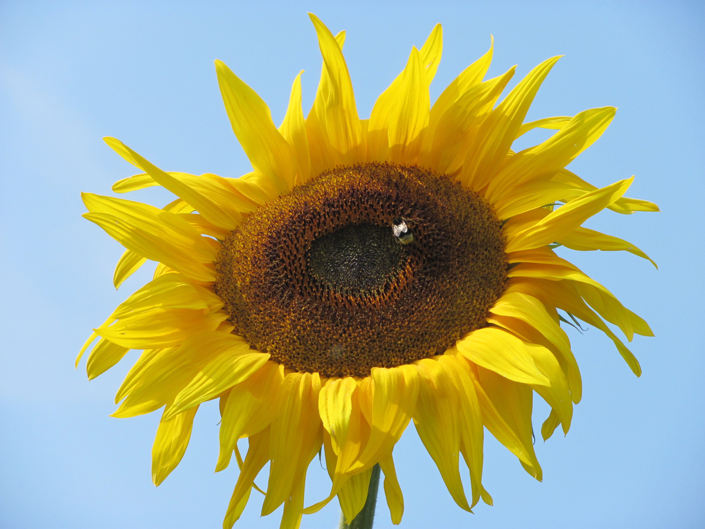 Sonnenblume mit Biene