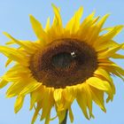 Sonnenblume mit Biene