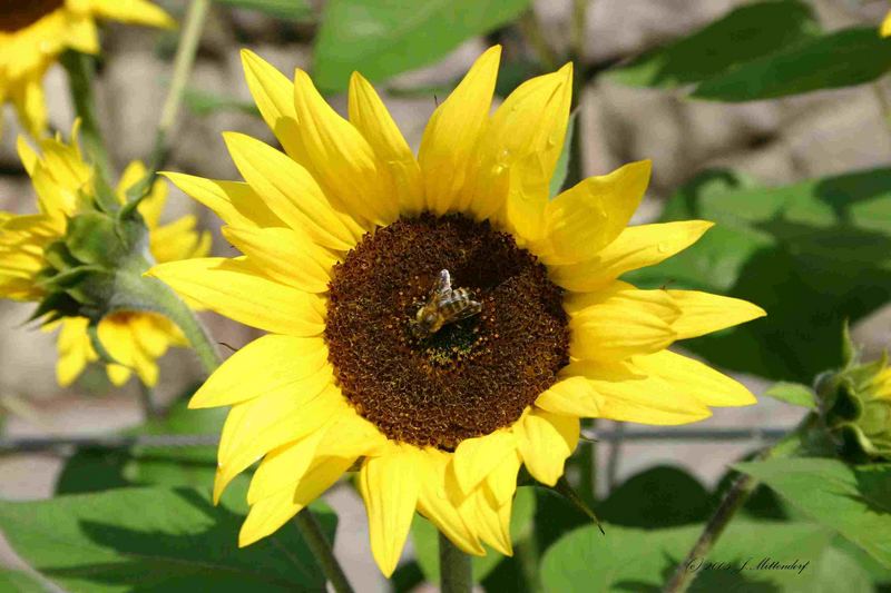 Sonnenblume mit Biene