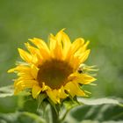 Sonnenblume mit Biene