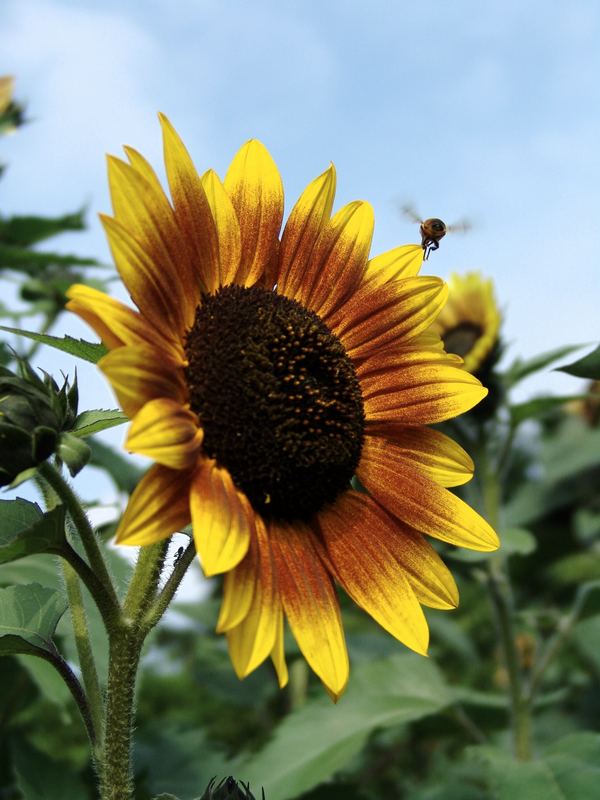 Sonnenblume mit Biene Foto & Bild pflanzen, pilze & flechten, blüten