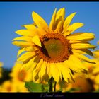 Sonnenblume mit Biene