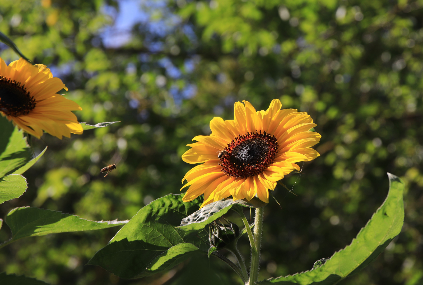 Sonnenblume mit Biene im Anflug