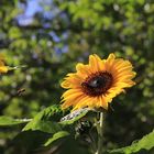 Sonnenblume mit Biene im Anflug
