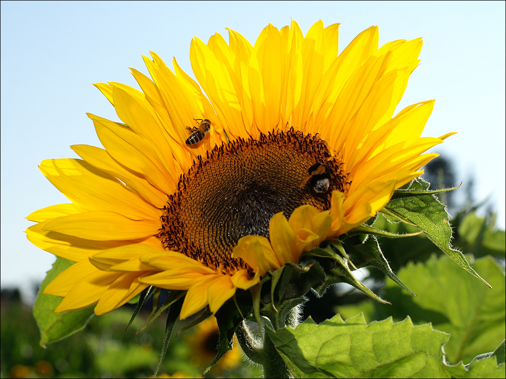 Sonnenblume mit Biene und Hummel