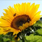 Sonnenblume mit Biene und Hummel