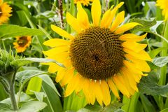 Sonnenblume mit Biene_MG_0002