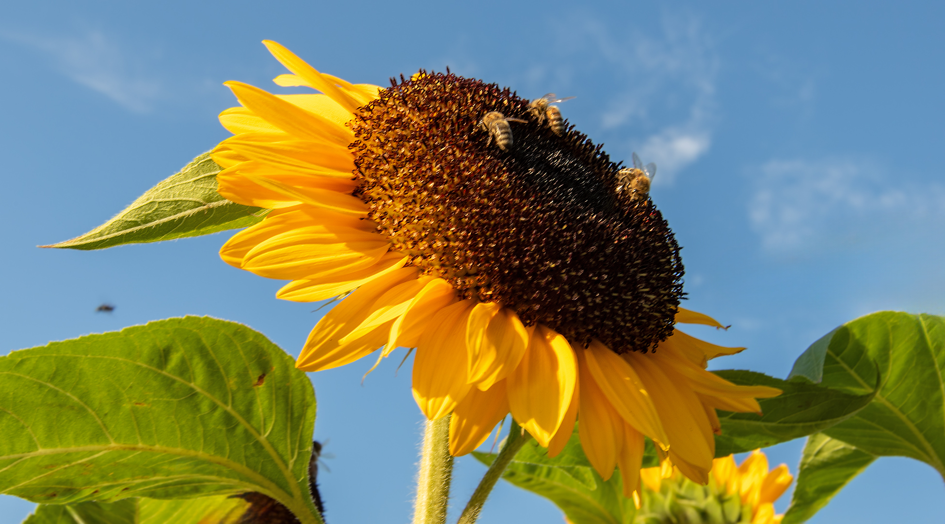 Sonnenblume mit Bienen