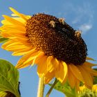 Sonnenblume mit Bienen