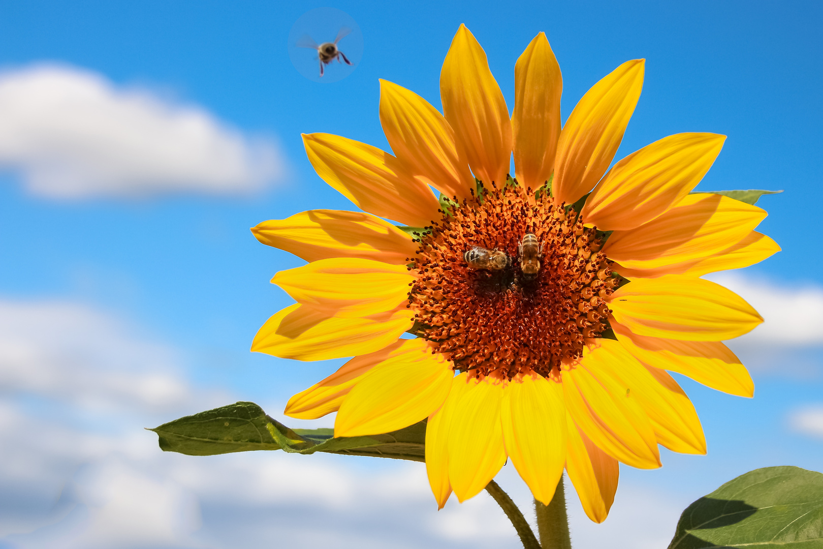 Sonnenblume mit Bienen