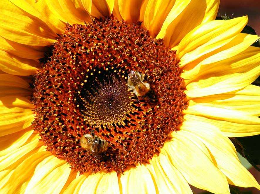 Sonnenblume mit Bienen