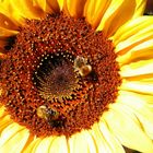 Sonnenblume mit Bienen