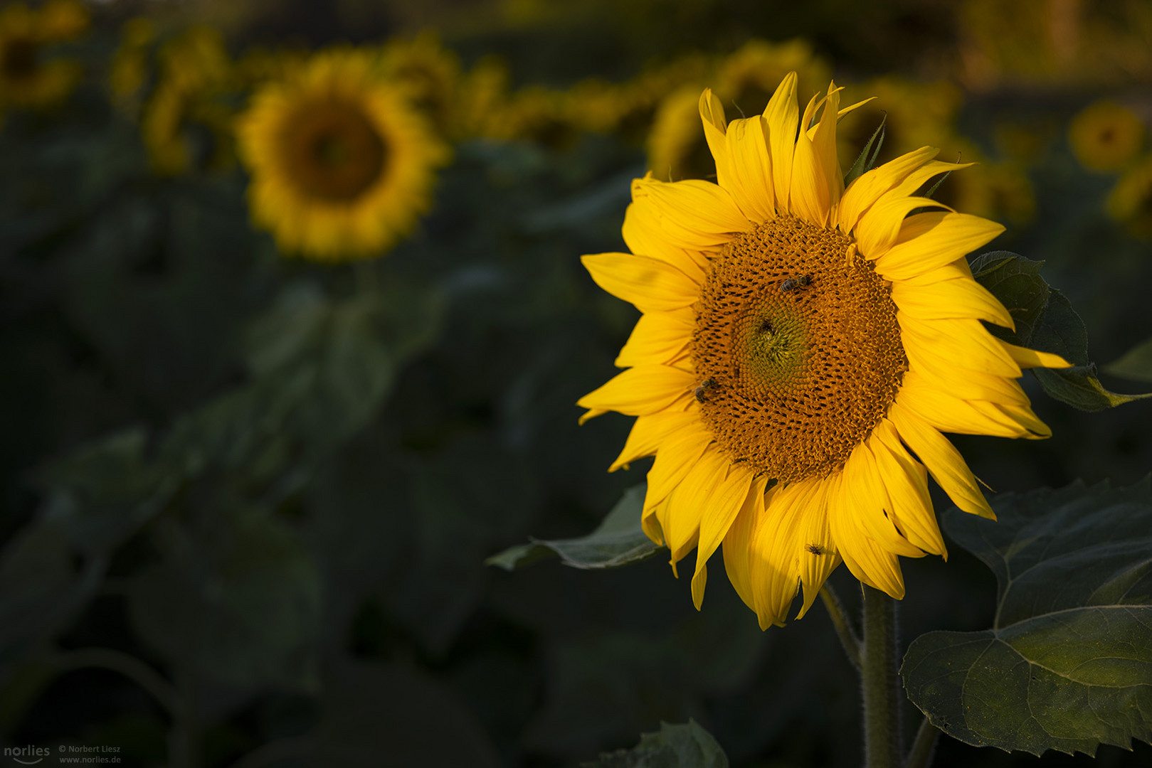 Sonnenblume mit Bienen