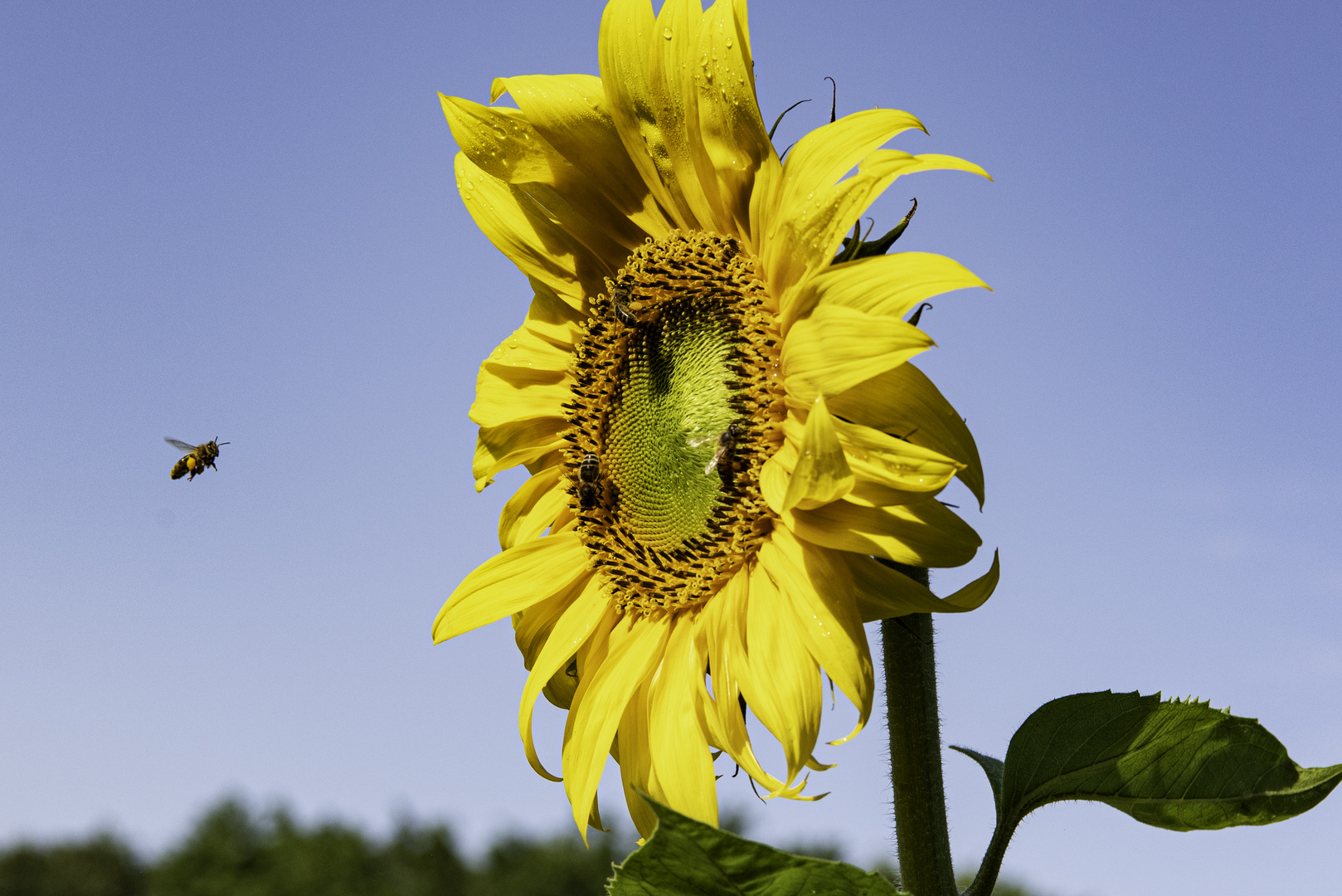 Sonnenblume mit Bienen