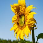 Sonnenblume mit Bienen