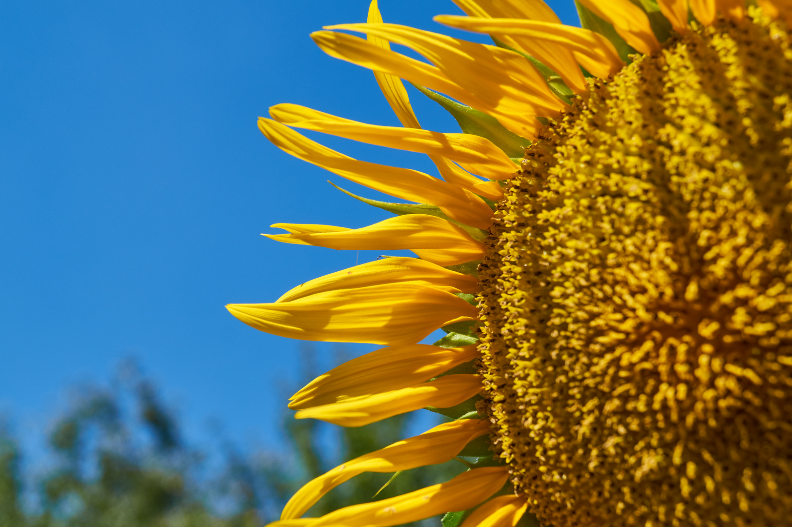 Sonnenblume mit blauem Himmel