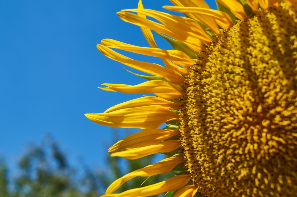 Sonnenblume mit blauem Himmel