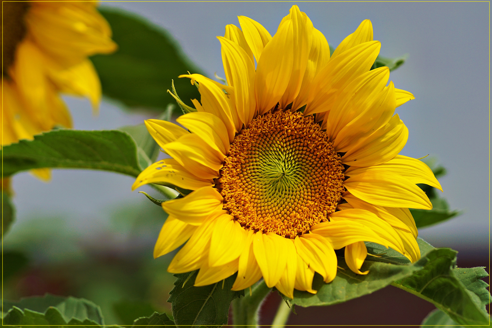 Sonnenblume mit  Blick zur  Sonne