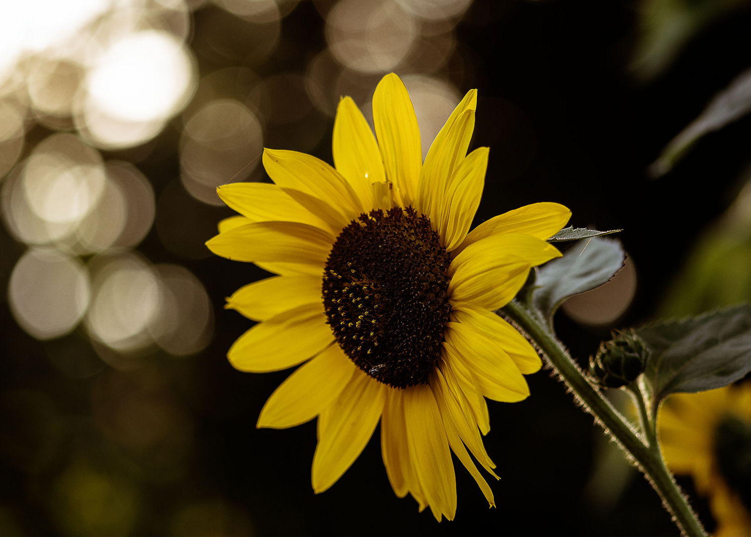 Sonnenblume mit Bokeh
