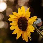 Sonnenblume mit Bokeh