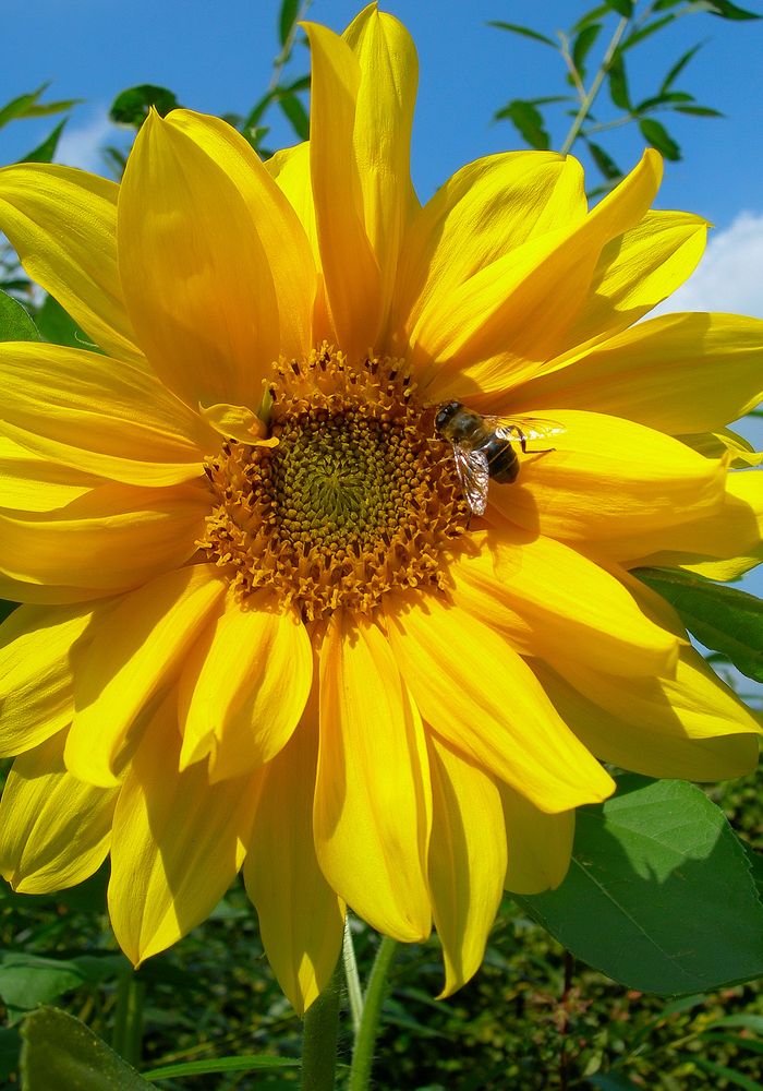 Sonnenblume mit einer fleißigen Biene Foto & Bild pflanzen, pilze