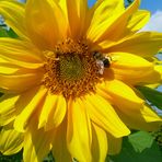 Sonnenblume mit einer fleißigen Biene