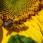 Sonnenblume mit fleißiger Biene